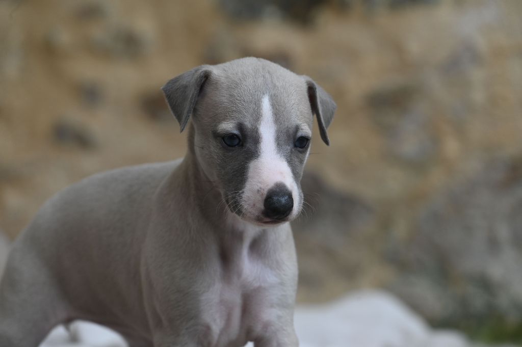 des Sélénides - Chiot disponible  - Whippet