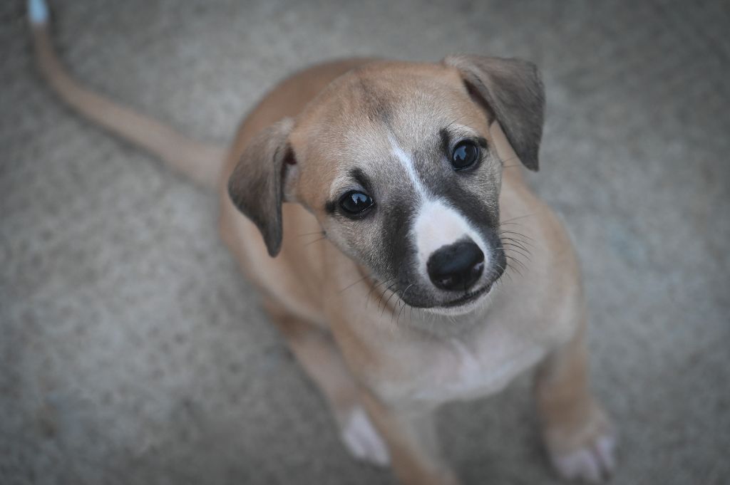 des Sélénides - Chiot disponible  - Whippet