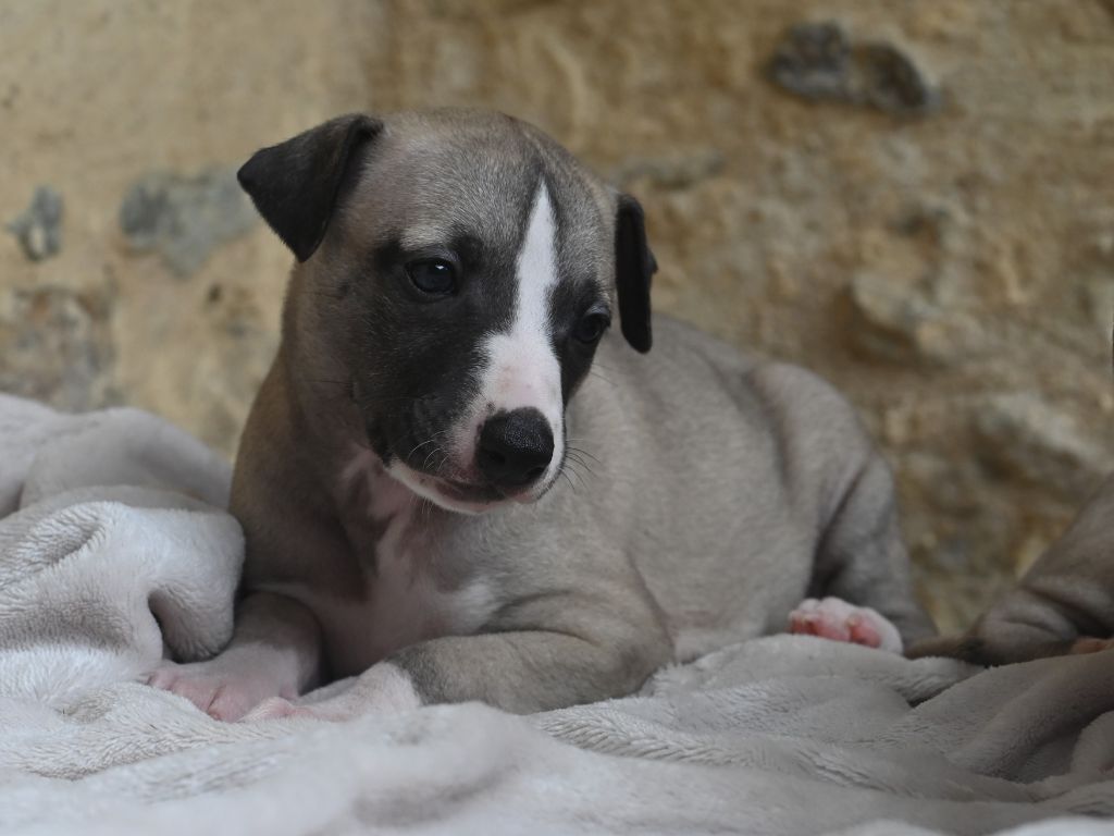 des Sélénides - Chiot disponible  - Whippet