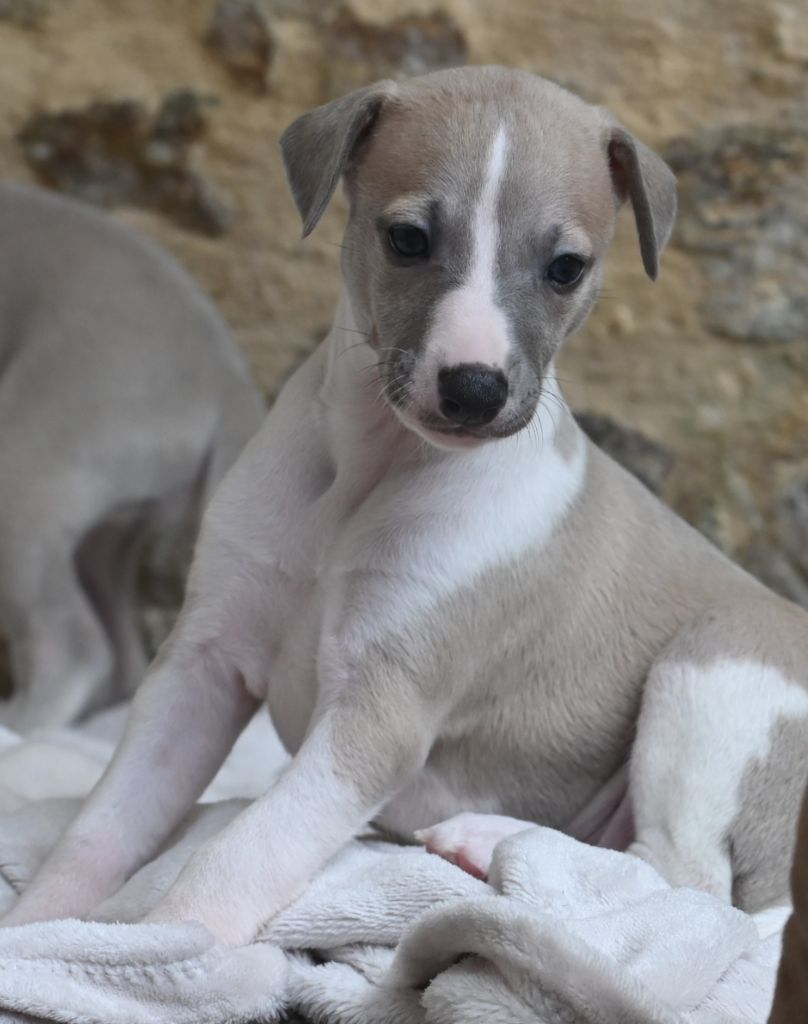 des Sélénides - Chiot disponible  - Whippet