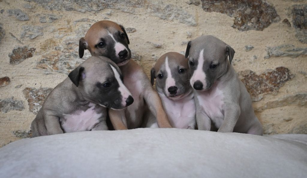 chiot Whippet des Sélénides