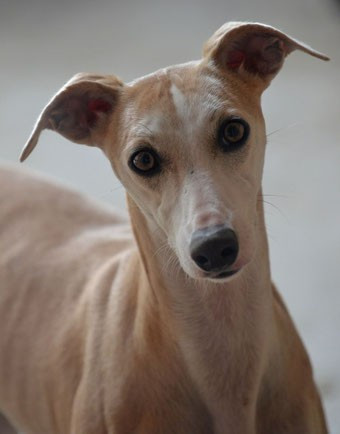 Phantaisie des Sélénides