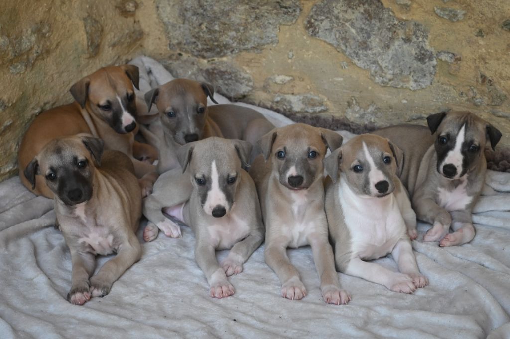 des Sélénides - Les chiots de Rosalie et Véga sont nés le 13 juin 2024