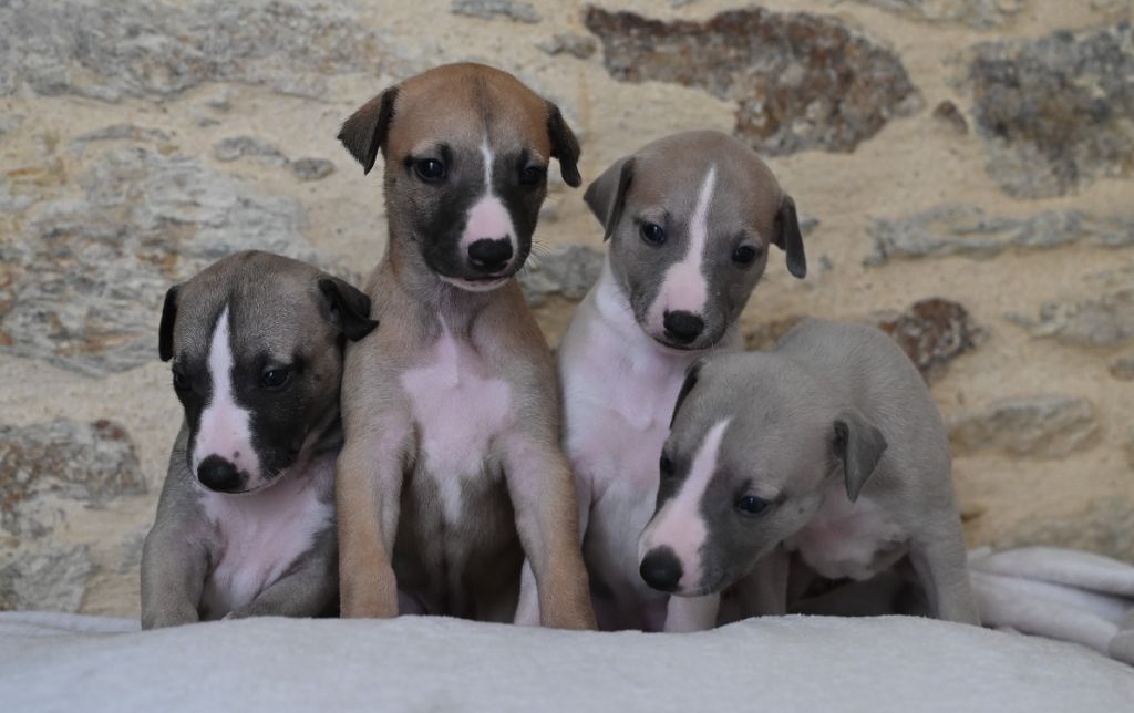 des Sélénides - Chiots disponibles à la réservation