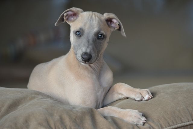 Portraits de chiots