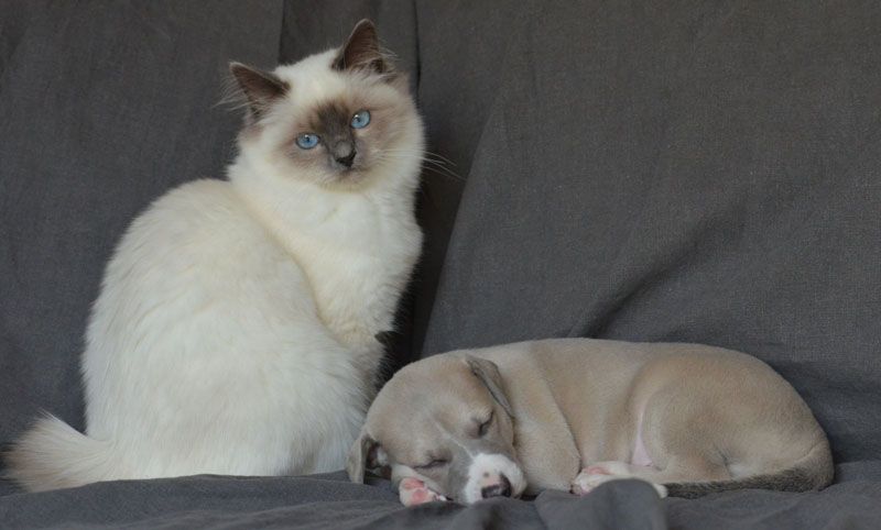 Les whippets et les autres animaux