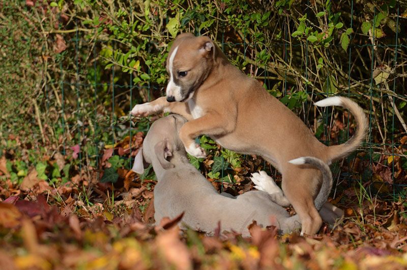 Les chiots