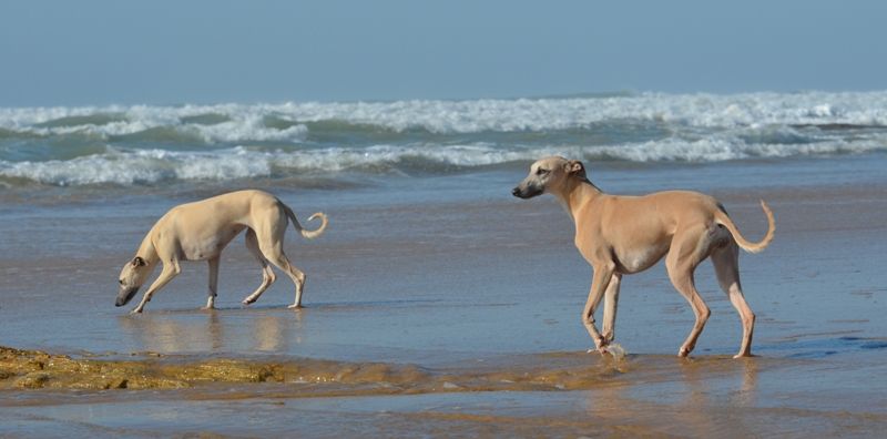 A la plage