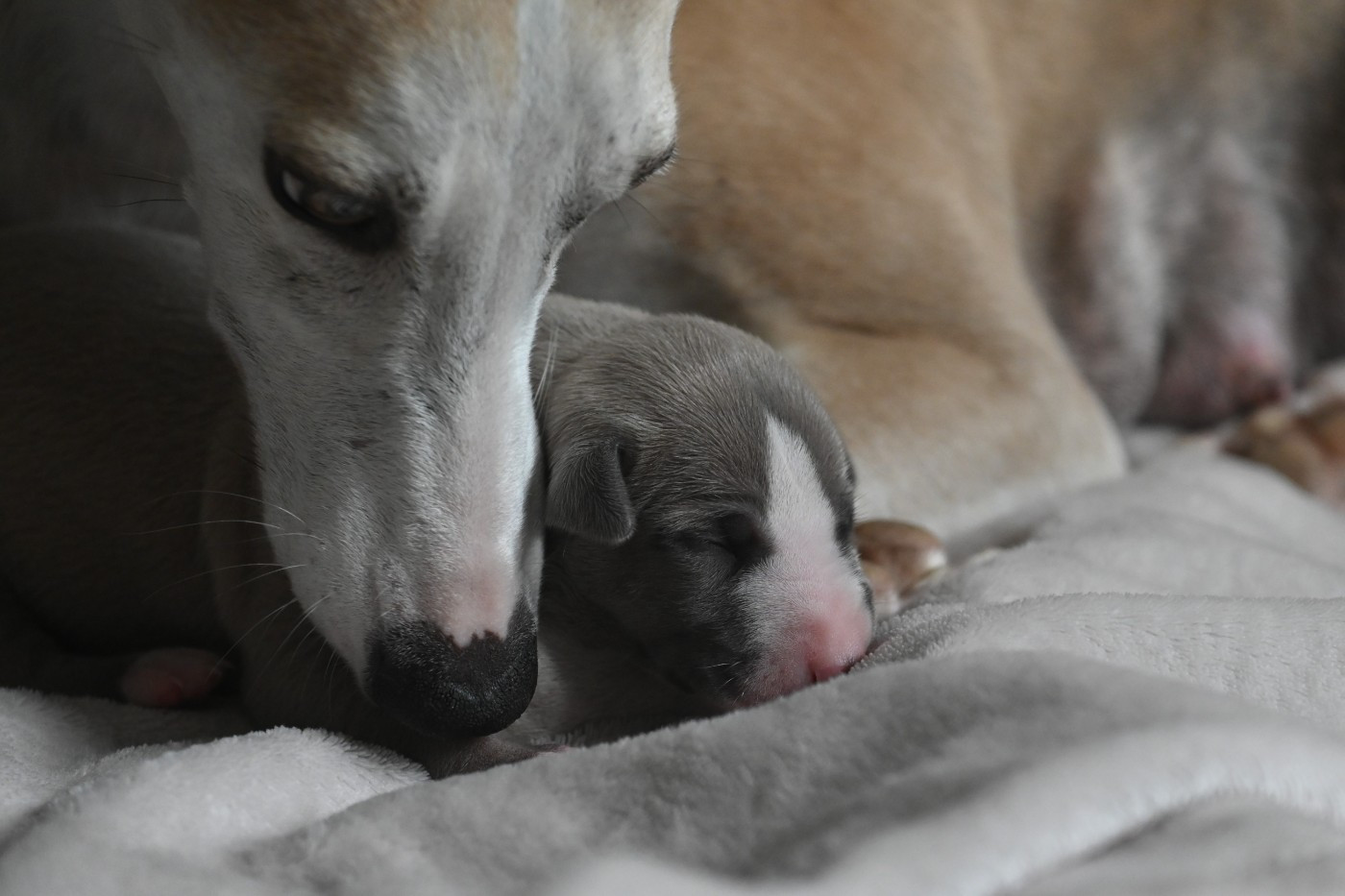 des Sélénides - Whippet - Portée née le 02/10/2025