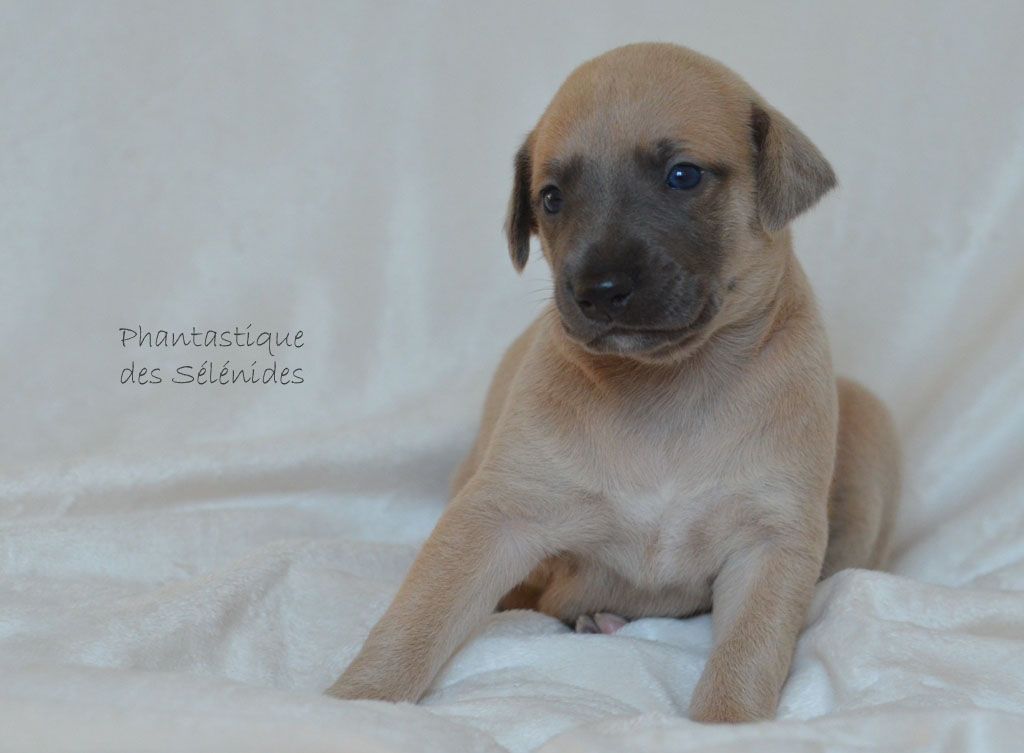 des Sélénides - Whippet - Portée née le 14/12/2019